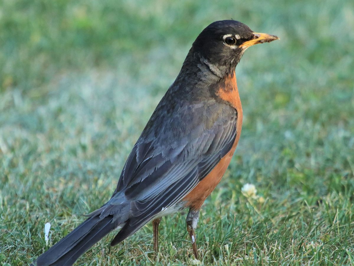 Oriole is an Old World family of passerine birds. Orange Songbird