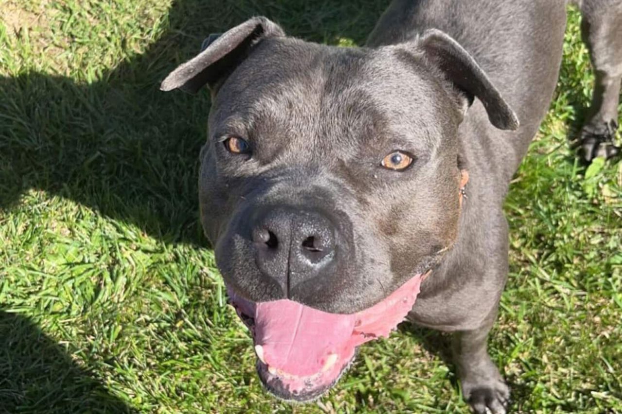 Safe Harbor/Kenosha.com Pet of the Week: Boris - Kenosha.com